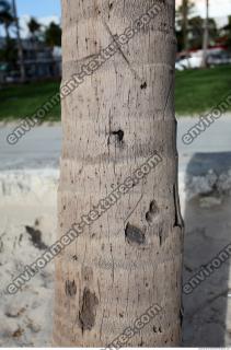tree palm bark 0002